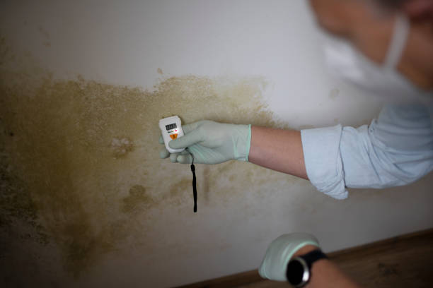 Best Black Mold Removal  in Verandah, FL